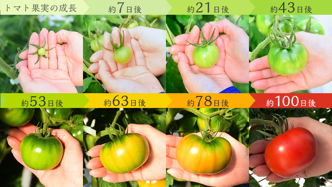 フルーツトマト 大箱 約2.6kg × 3箱 【大玉 20～35玉/1箱】 2026年産 糖度7度 以上 野菜 フルーツ トマト とまと [AF074ci]