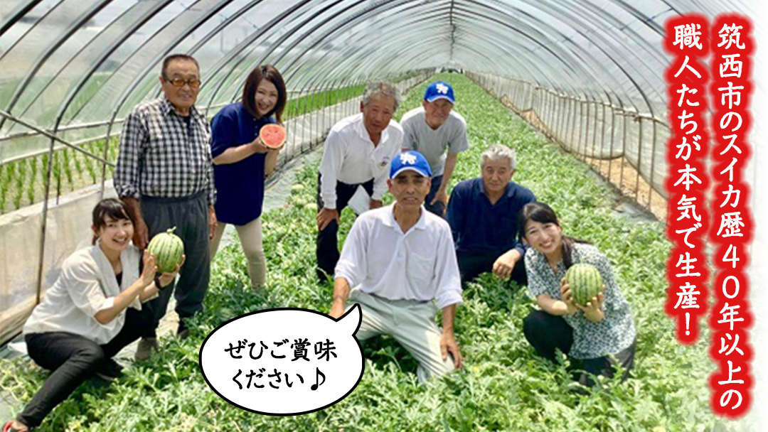 こだますいか 「 愛娘 」 1玉 2026年産 先行予約 筑西ブランド こだまスイカ 小玉スイカ すいか スイカ フルーツ 果物 [AF078ci]