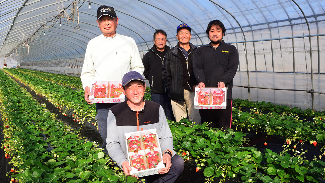 完熟 かおり野 ・ やよいひめ 食べ比べ 4パック 先行予約 大粒 イチゴ 苺 いちご フルーツ 果物 [AF089ci]