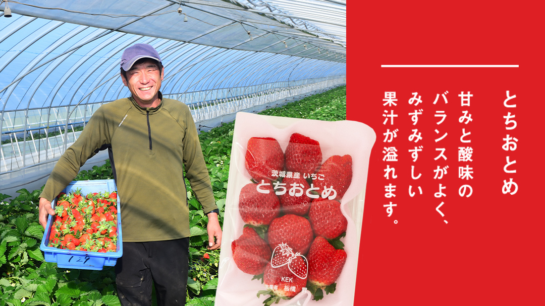 【 2ヶ月 定期便 】完熟 いちご 4パック ( 大粒 ) 先行予約 大粒 イチゴ 苺 フルーツ 果物 かおり野 とちおとめ やよいひめ [AF100ci]