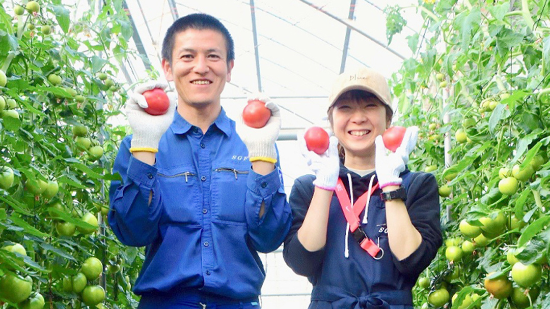 【 訳あり 】 フルーツトマト 大箱 約2.6kg × 1箱 【大玉 20～35玉/1箱】 2026年産 糖度7度 以上 野菜 フルーツ トマト とまと [AF102ci]