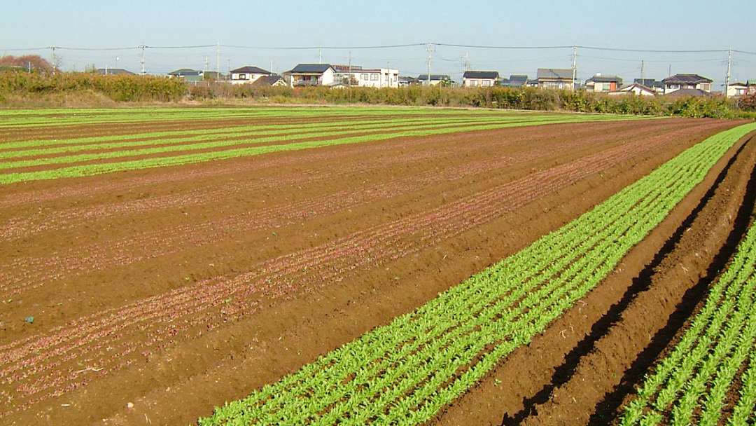 【 定期便 年4回お届け！】四季の 有機野菜 色とりどりセット 野菜 野菜セット 詰め合わせ 有機 無農薬 JAS認定 無化学肥料 おまかせ 野菜スティック レインボーフューチャー [AL001ci]