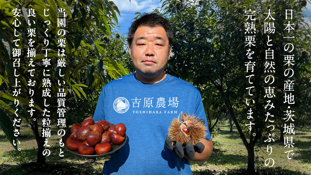 栗きんとん 「 栗の深雫 」 ラム 1箱　 ～くりのしずく～ 6個 完熟 栗 くり クリ 和菓子 おかし お菓子 贈り物 ギフト 果物 フルーツ 秋 冬 [CX027ci]