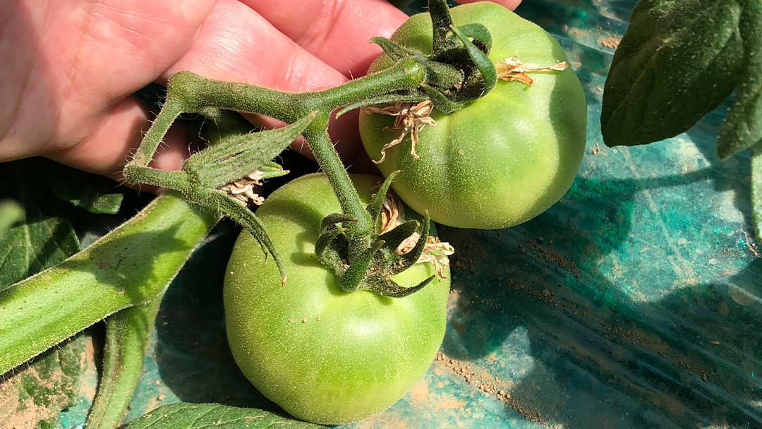 箱守果樹園 直送！ 「 王様トマト 」 1箱 4kg 野菜 トマト とまと [DE002ci]