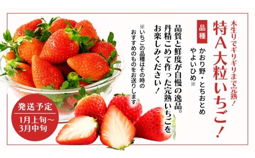 【 野菜ソムリエ 厳選 】 旬 の フルーツ 定期便 ( こだまスイカ スタート ) 4回 先行予約 果物 いちご イチゴ 苺 とちおとめ やよいひめ かおり野 すいか ピノガール トマト フルーツトマト メロン アールスメロン 新鮮 おすすめ ソムリエ 野菜 [AF101ci]