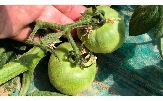 箱守果樹園 直送！ 「 王様トマト 」 1箱 4kg 野菜 トマト とまと [DE002ci]