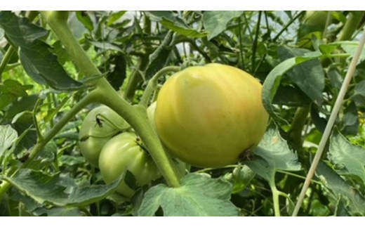 【 訳あり 】 地下水100％で作る美味しい 「 桃太郎トマト 」 4kg 野菜 桃太郎 トマト とまと 地下水 ミネラル [DU010ci]