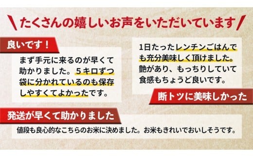 スピード発送!! （最短2日～7日程度で発送） 茨城県 筑西市産 コシヒカリ 10kg ( 5kg × 2袋 ) 令和7年産 新米 三ツ星 マイスター 米 コメ こしひかり 単一米 精米 スピード配送 [CH004ci] コシヒカリ 単品 10kg