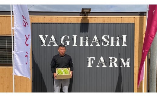 ハウス栽培 の シャインマスカット 1房 ( 約500g～600g ) 令和8年産 先行予約 化学肥料不使用 ぶどう ブドウ 葡萄 フルーツ [EK001ci]