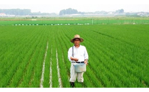 愛がも米 「 コシヒカリ 」 2kg ( 精米 ) 米 コメ こめ こしひかり 令和7年産 除草剤不使用 農薬不使用 化学肥料不使用 [AI001ci]