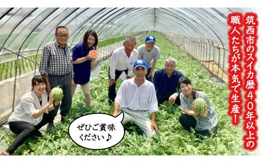 【 訳あり 】 こだますいか 「 ピノ・ガール 」 2玉 2026年産 先行予約 筑西ブランド こだまスイカ 小玉スイカ すいか スイカ フルーツ 果物 [AF081ci]