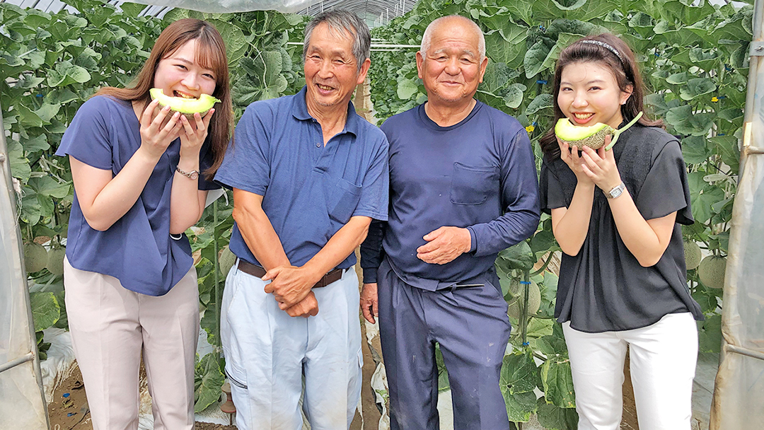 完熟 アールスメロン 1玉 2026年産 先行予約 メロン マスクメロン 青肉 果物 フルーツ 茨城県産 期間限定 数量限定 [AF086ci]