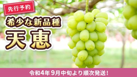 【先行予約】希少な新品種 天恵（9月中旬より順次発送） ぶどう 葡萄[AH004ci]
