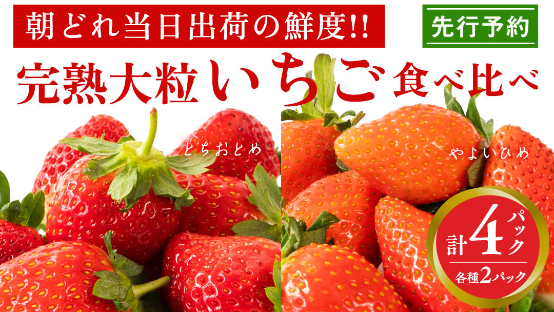 完熟 やよいひめ ・ とちおとめ 食べ比べ 4パック 先行予約 大粒 イチゴ 苺 いちご フルーツ 果物 [AF006ci]