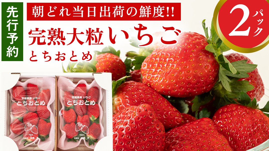 完熟 とちおとめ 2パック 先行予約 大粒 イチゴ 苺 いちご フルーツ 果物 [AF056ci]