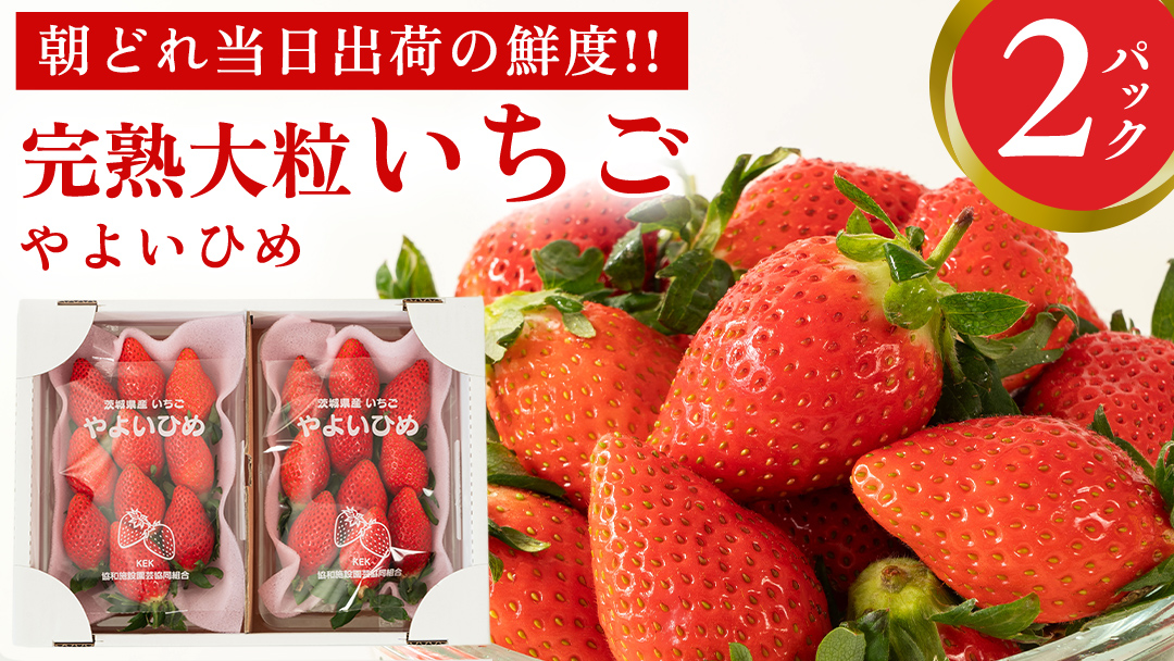 完熟 やよいひめ 2パック 先行予約 大粒 イチゴ 苺 いちご フルーツ 果物 [AF058ci]