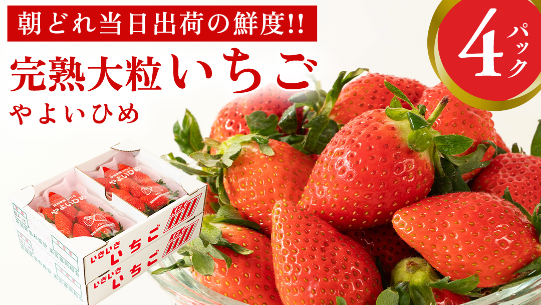 完熟 やよいひめ 4パック 先行予約 大粒 イチゴ 苺 いちご フルーツ 果物 [AF059ci]