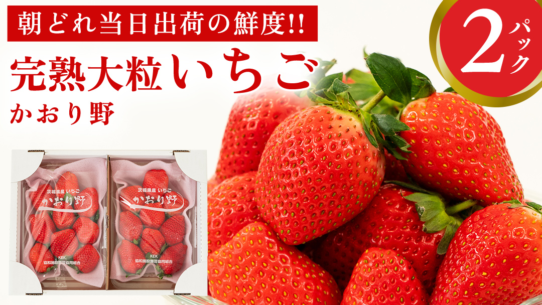完熟 かおり野 2パック 先行予約 大粒 イチゴ 苺 いちご フルーツ 果物 [AF061ci]