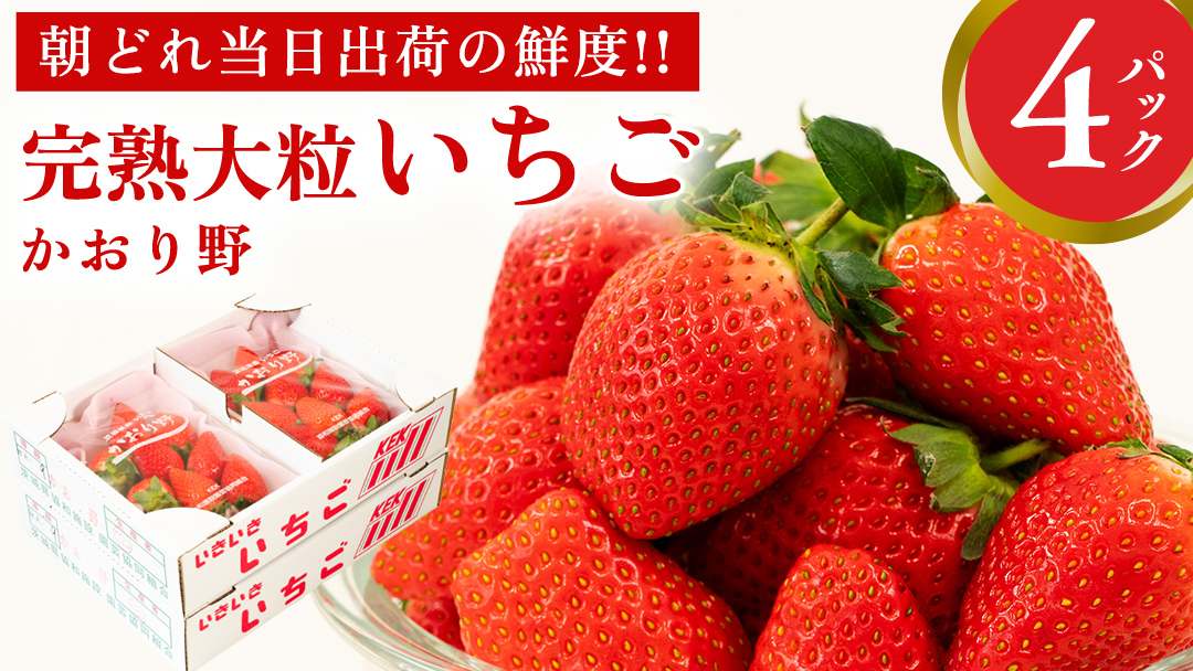 完熟 かおり野 4パック 先行予約 大粒 イチゴ 苺 いちご フルーツ 果物 [AF062ci]