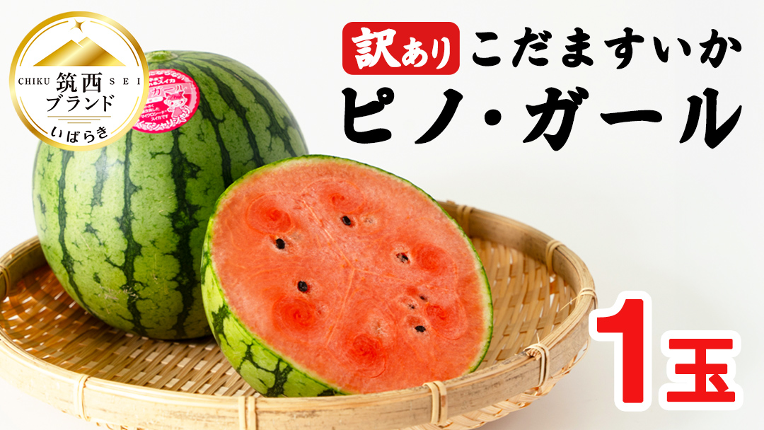 【 訳あり 】 こだますいか 「 ピノ・ガール 」 1玉 2026年産 先行予約 筑西ブランド こだまスイカ 小玉スイカ すいか スイカ フルーツ 果物 [AF080ci]