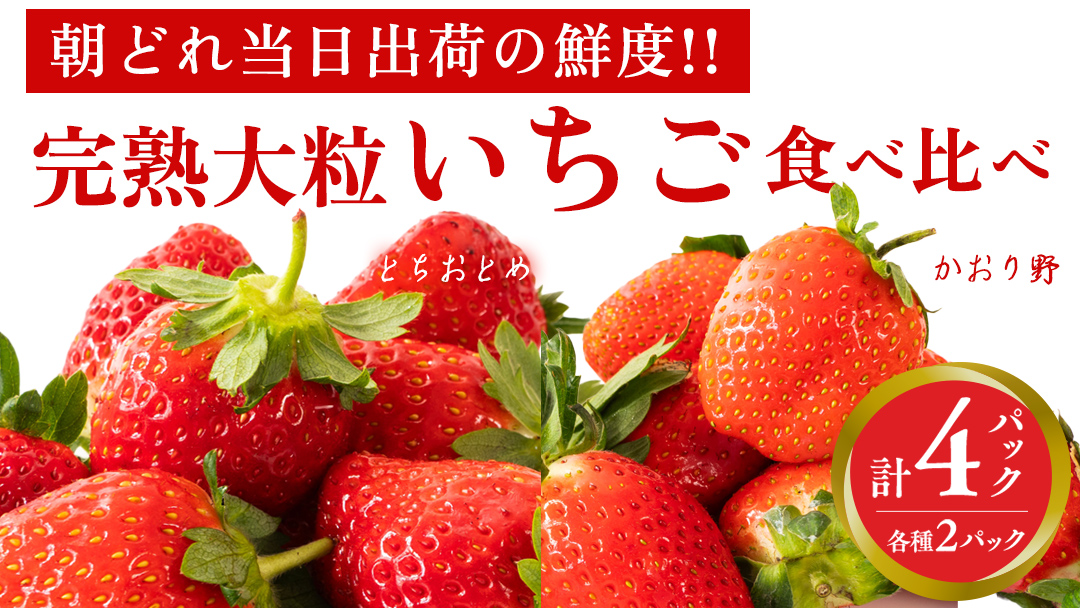 完熟 かおり野 ・ とちおとめ 食べ比べ 4パック 先行予約 大粒 イチゴ 苺 いちご フルーツ 果物 [AF088ci]