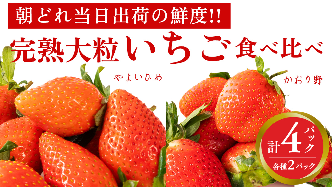 完熟 かおり野 ・ やよいひめ 食べ比べ 4パック 先行予約 大粒 イチゴ 苺 いちご フルーツ 果物 [AF089ci]
