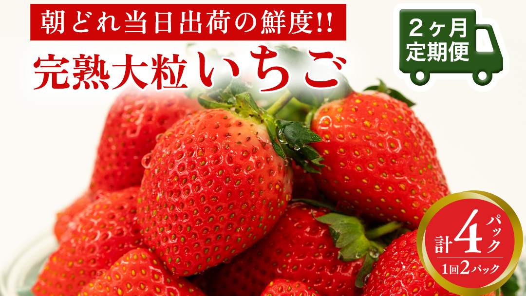 【 2ヶ月 定期便 】完熟 いちご 2パック ( 大粒 ) 先行予約 大粒 イチゴ 苺 フルーツ 果物 かおり野 とちおとめ やよいひめ [AF099ci]