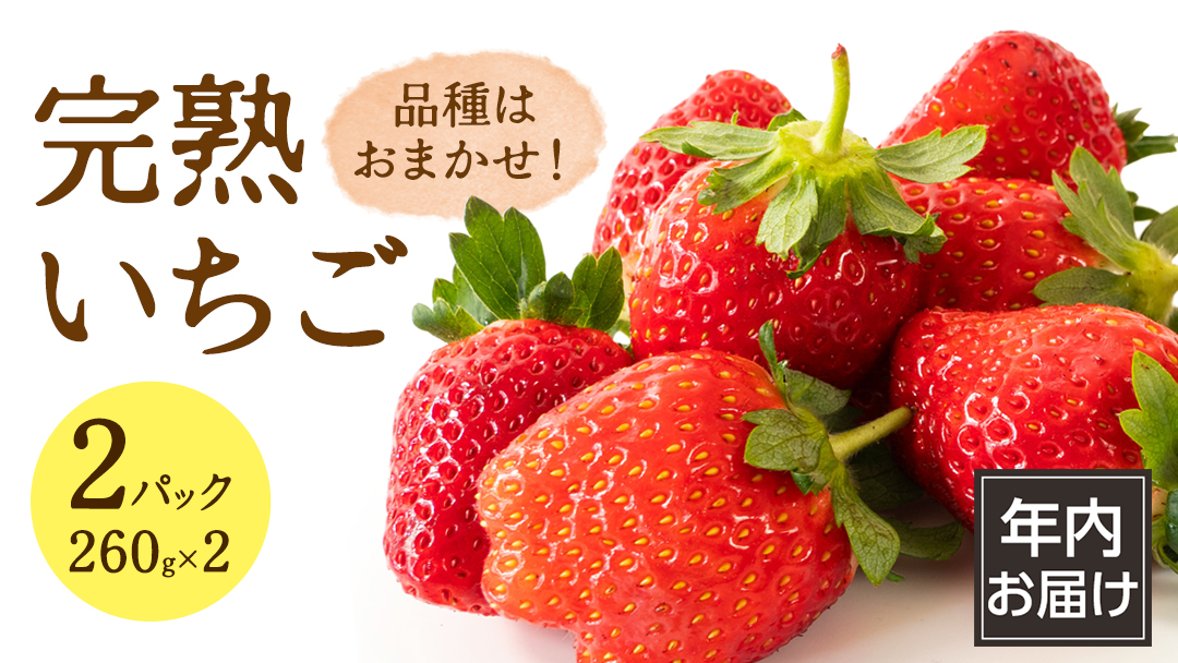 【 年内お届け 】 完熟 いちご 2パック 大粒 いちご 苺 イチゴ フルーツ 果物 [AF113ci]