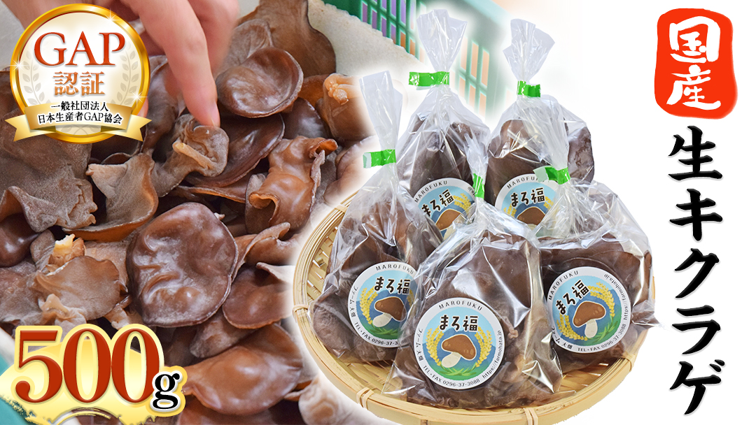 【 ファーム大畑 】 生キクラゲ 500g きくらげ 国産 国産きくらげ GAP規範 野菜 やさい 食物繊維 ビタミンD 鉄分 カリウム カルシウム スクランブルエッグ カレー お鍋 [AK006ci]