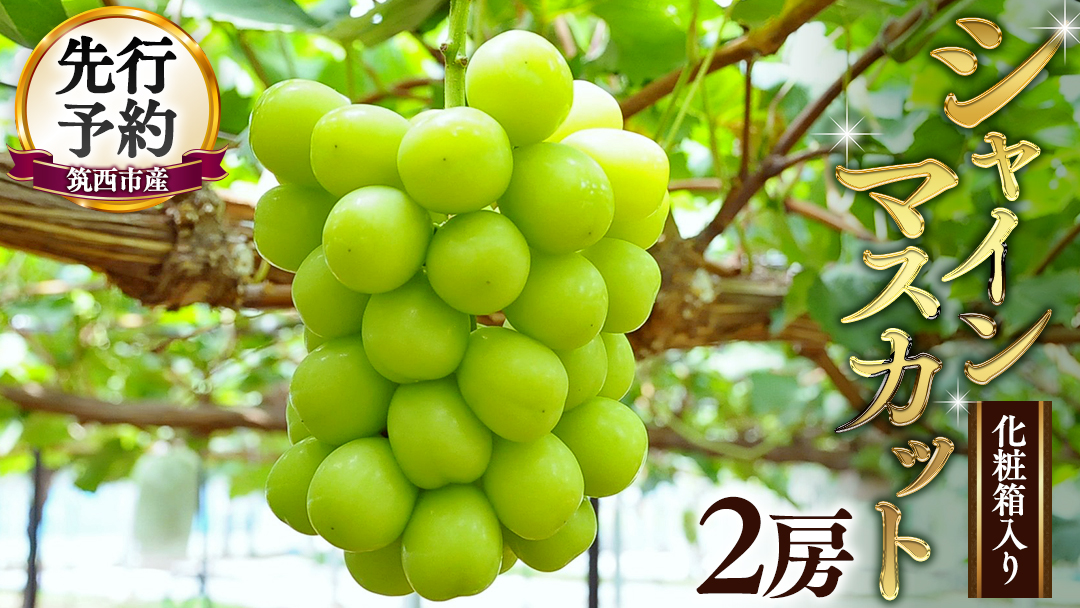 期間限定 ！ 筑西市産 シャインマスカット 2房 ぶどう ブドウ 葡萄 フルーツ 2026年産 [BW064ci]