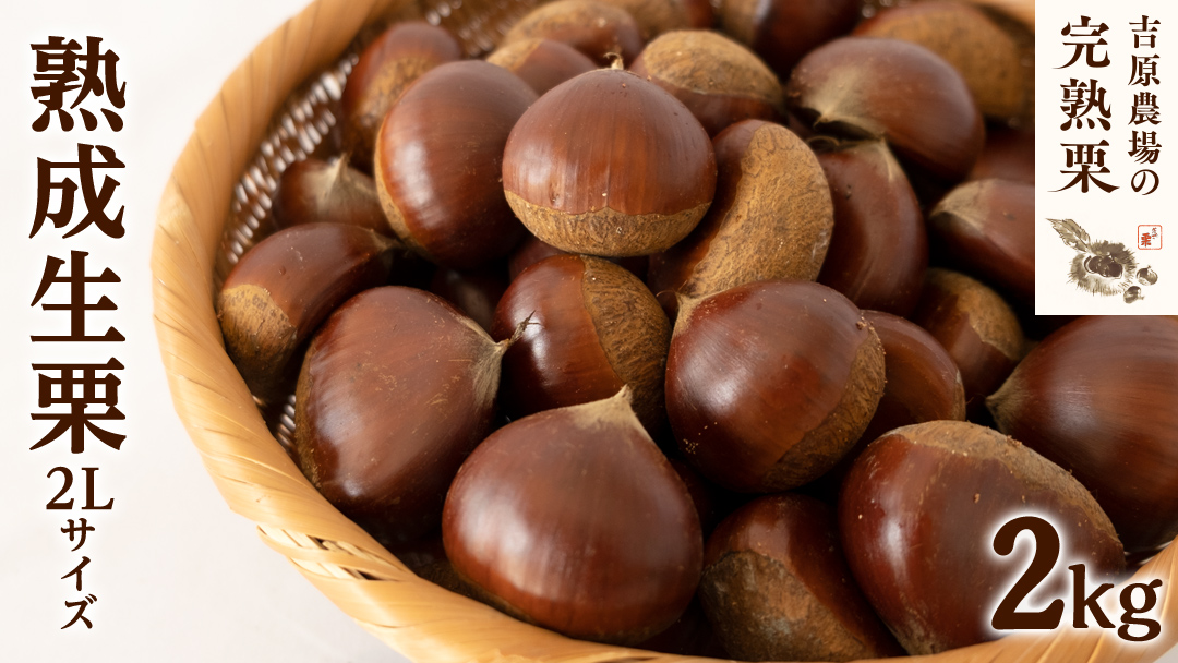 【 吉原農場 の 完熟栗 】 熟成 生栗 2kg 2Lサイズ 令和7年産 完熟 栗 くり クリ 栗ごはん 贈答 ギフト 果物 フルーツ 数量限定 旬  秋 冬 正月 おせち [CX004ci]