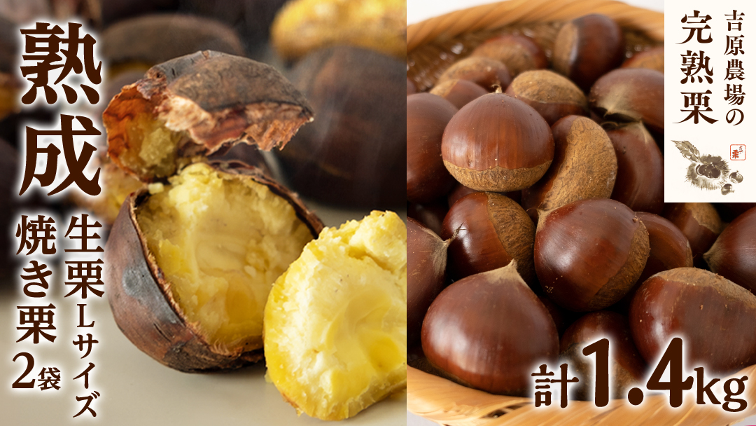 【 吉原農場 の 完熟栗 】 熟成 生栗 1kg Lサイズ ・ 焼き栗 2袋 セット 令和7年産 完熟 栗 くり クリ 栗ごはん 贈答 ギフト 果物 フルーツ 数量限定 旬 秋 冬 正月 おせち [CX006ci]