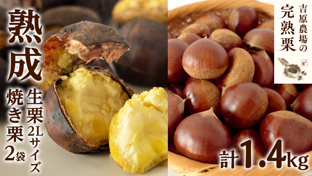 【 吉原農場 の 完熟栗 】 熟成 生栗 1kg 2Lサイズ ・ 焼き栗 2袋 セット 令和7年産 完熟 栗 くり クリ 栗ごはん 贈答 ギフト 果物 フルーツ 数量限定 旬 秋 冬 正月 おせち [CX007ci]