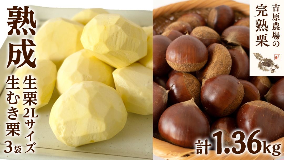 【 吉原農場 の 完熟栗 】 熟成 生栗 1kg 2Lサイズ ・ 生むき栗 3袋 セット 令和7年産 完熟 栗 くり クリ 栗ごはん 贈答 ギフト 果物 フルーツ 数量限定 旬 秋 冬 正月 おせち [CX011ci]