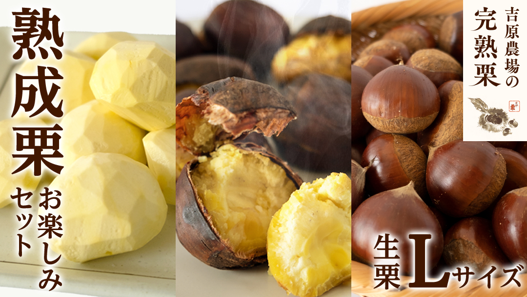 【 吉原農場 の 完熟栗 】 熟成 栗 お楽しみ セット ( 生栗 Lサイズ ) 令和7年産 完熟 生栗 生むき栗 焼き栗 くり クリ 栗ごはん 贈答 ギフト 果物 フルーツ 数量限定 旬 秋 冬 正月 おせち [CX014ci]