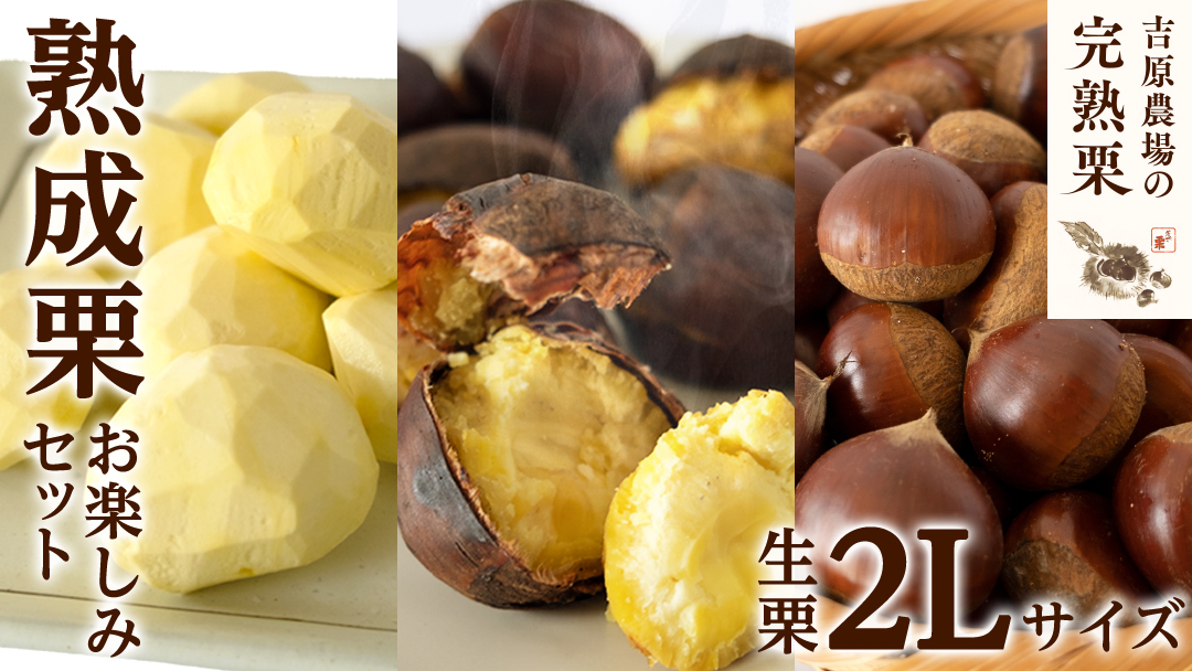 【 吉原農場 の 完熟栗 】 熟成 栗 お楽しみ セット ( 生栗 2Lサイズ ) 令和7年産 完熟 生栗 生むき栗 焼き栗 くり クリ 栗ごはん 贈答 ギフト 果物 フルーツ 数量限定 旬 秋 冬 正月 おせち [CX015ci]