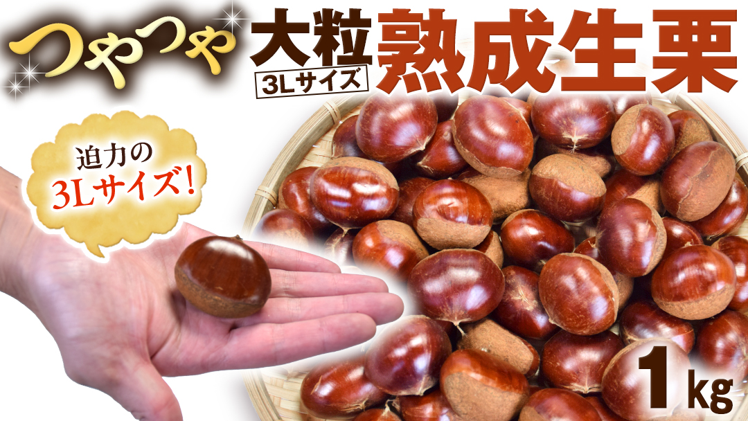 【 谷口農場 】 つやつや 大粒 熟成 生栗 1kg ( 3Lサイズ ) 完熟 栗 くり クリ 栗ごはん 果物 フルーツ　数量限定 [EC002ci]
