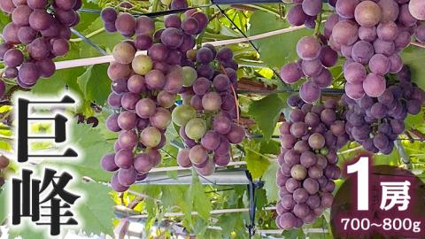 産地直送 ！ 巨峰 1房 葡萄 ぶどう ブドウ 果物 フルーツ [DM002ci]