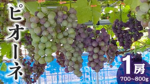 産地直送 ！ ピオーネ 1房 葡萄 ぶどう ブドウ 果物 フルーツ [DM003ci]