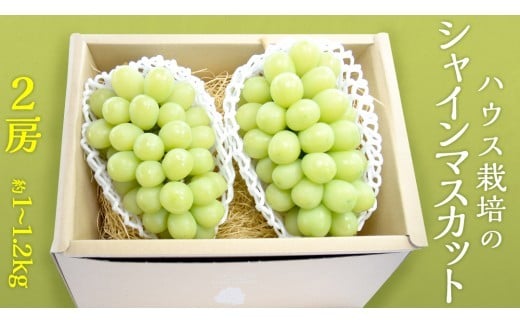 ハウス栽培 の シャインマスカット 2房 ( 約1kg～1.2kg ) 令和8年産 先行予約 ぶどう ブドウ 葡萄 フルーツ [EK002ci]
