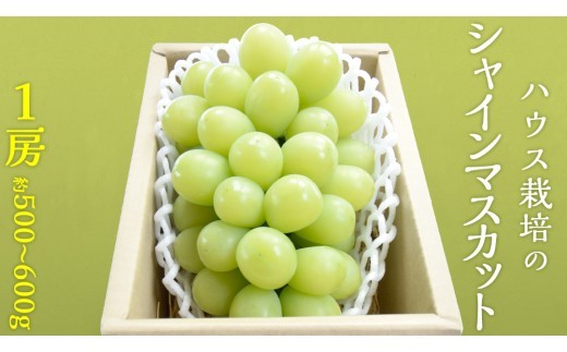ハウス栽培 の シャインマスカット 1房 ( 約500g～600g ) 令和8年産 先行予約 化学肥料不使用 ぶどう ブドウ 葡萄 フルーツ [EK001ci]