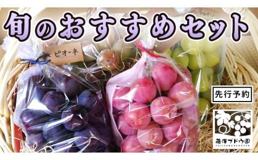 【 藤澤ブドウ園 】 旬 の おすすめ セット 約2.5kg 2026年産 先行予約 ぶどう 葡萄 巨峰 高級 シャインマスカット[AH001ci]