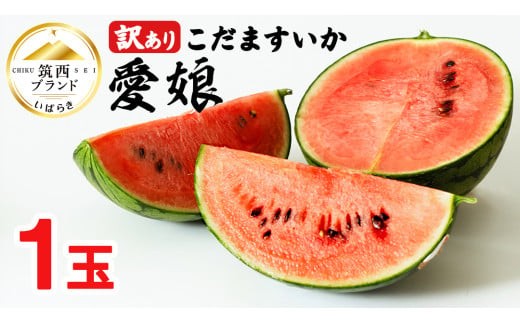 【 訳あり 】 こだますいか 「 愛娘 」 1玉 2026年産 先行予約 筑西ブランド こだまスイカ 小玉スイカ すいか スイカ フルーツ 果物 [AF083ci]