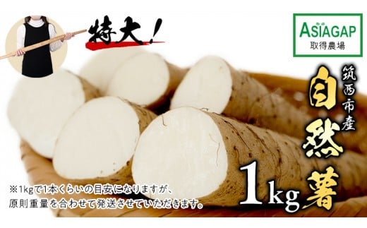 ASIAGAP認証農場 の 自然薯 1kg 茨城県 筑西市産 じねんじょ 山芋 芋 イモ いも とろろ 山菜 ASIAGAP [DD001ci]