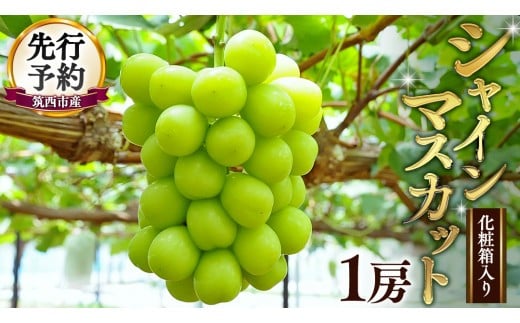 期間限定 ！ 筑西市産 シャインマスカット 1房 ぶどう ブドウ 葡萄 フルーツ 2026年産 [BW065ci]