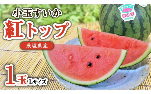 希少品種 「 紅トップ 」 1玉 ( Lサイズ ) 茨城県産 こだますいか 小玉 すいか スイカ 西瓜 フルーツ 果物 [AG006ci]
