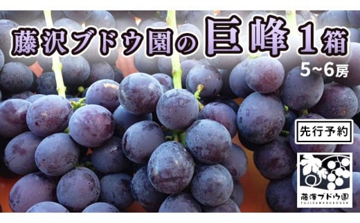 【 藤澤ブドウ園 】 自慢 の 巨峰 約2kg 2026年産 先行予約 ぶどう 葡萄[AH002ci]