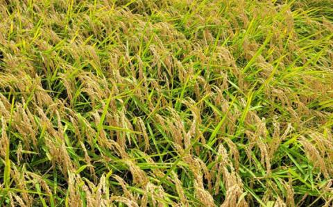 満月　もち米3kg【令和7年産】