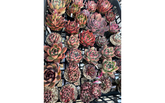 多肉植物6種類おまかせセット【札付き】