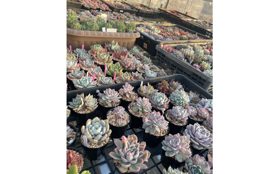 多肉植物寄せ植えセット（15種類）